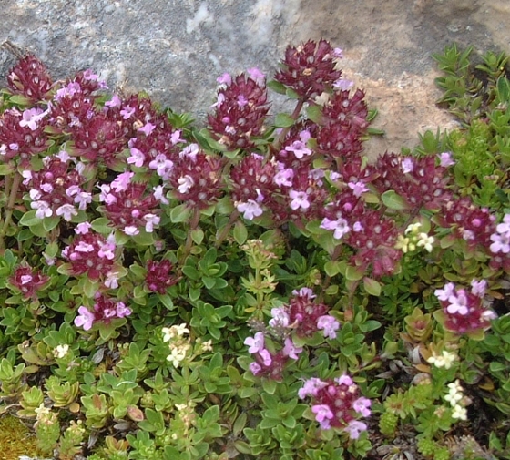 cascata di fiori viola - Thymus sp